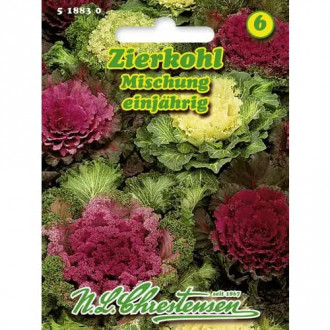 Varză ornamentală, mix multicolor imagine 15