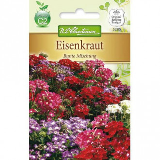 Verbena Colorfull, mix multicolor imagine 4