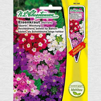 Verbena Quartz, mix multicolor imagine 6