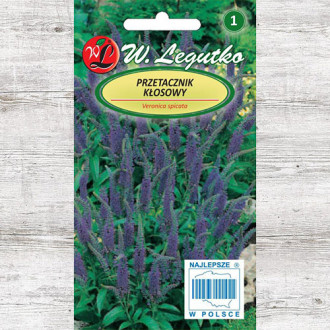 Veronica albastră Legutko imagine 1