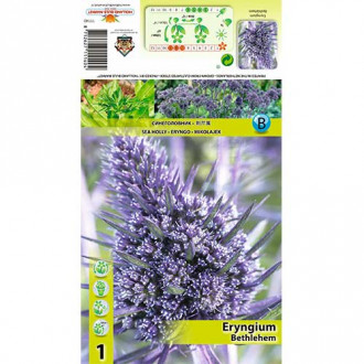 Ветрогон (Eryngium) Bethlehem изображение 3