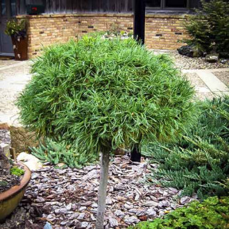 Веймутов Бор Green Twist, C4 изображение 13