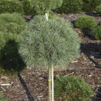 Веймутов Бор Greg, C5 изображение 14