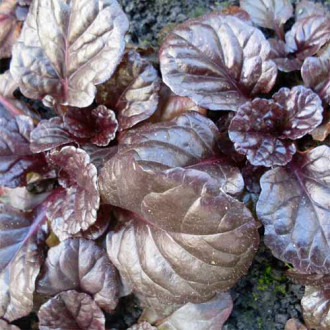 Vinețică Braunhertz imagine 1