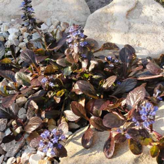 Vinețică Edi imagine 2