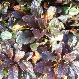 Vinețică Multicolor imagine 3