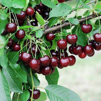 Вишна Achat, С2 изображение 17