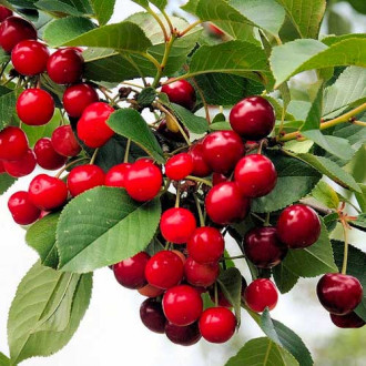 Вишна Florinas, С2 изображение 3