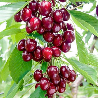 Vișin-cireș columnar Caroline, С2 imagine 4