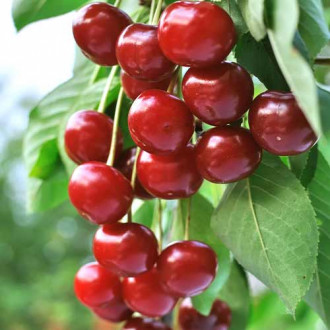 Vișin (columnar) Achat imagine 11