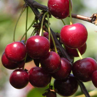 Vișin Lutowka imagine 5