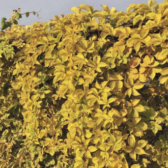 Parthenocissus quinquefolia Yellow Wall, С2 imagine 5