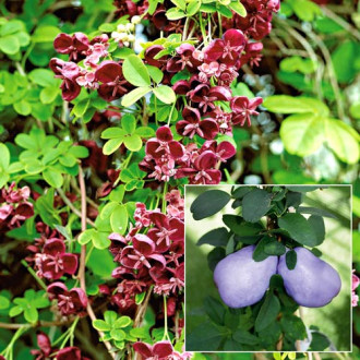 Viță de ciocolată (Akebia quinata) imagine 1