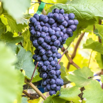 Viță de vie Alden imagine 13