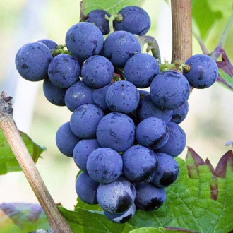 Viță de vie Cabernet Cortis imagine 18