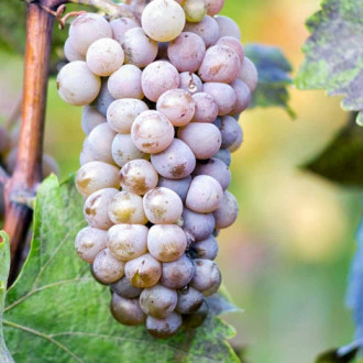 Viță de vie Hibernal imagine 3