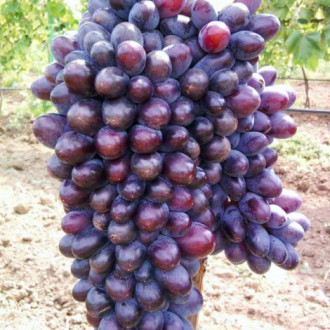 Viță de vie Jupiter imagine 6