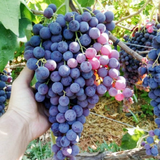 Viță de vie Kismis Moldavski imagine 5