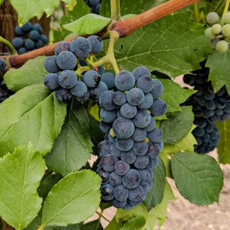 Viță de vie Marechal Foch imagine 15