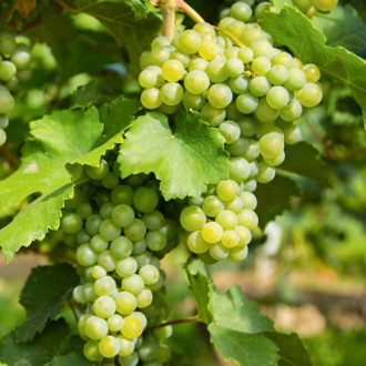Viță de vie Prim imagine 16