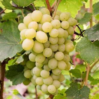 Viță de vie Refren imagine 9