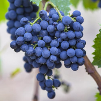 Viță de vie Rondo imagine 12