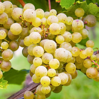 Viță de vie Seyval Blanc, P9 imagine 13
