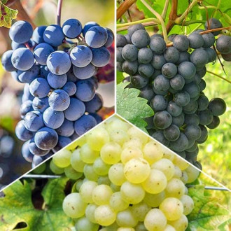 Ofertă specială! Viță de vie Sauvignon, set de 3 soiuri imagine 9