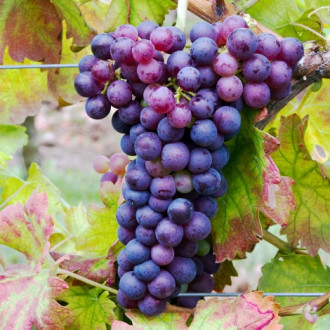 Viță de vie Swenson Red imagine 10