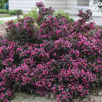 Weigela Alexandra PBR, С3 interface.image 11