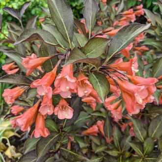 Weigela All Summer Peach, С2 imagine 9