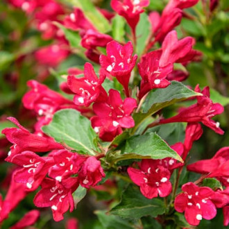 Weigela All Summer Red, С2 imagine 13