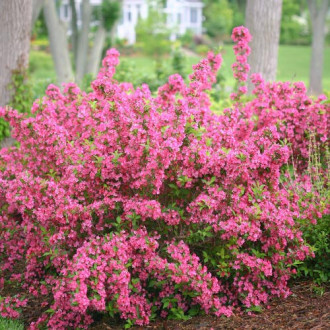 Weigela Bouquet Rose imagine 2