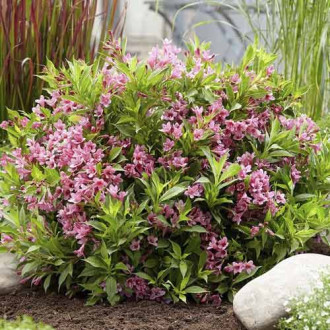 Weigela Cappucino ® PBR, C3 imagine 17