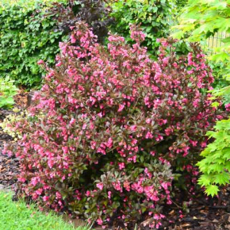 Weigela florida Minor Black imagine 12