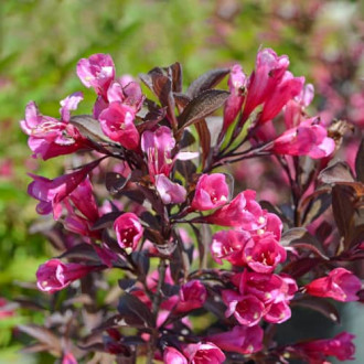 Weigela florida Wine and Roses Alexandra, С2 imagine 10