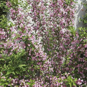 Weigela (Krzewuszka cudowna) Boskoop Glory interface.image 5
