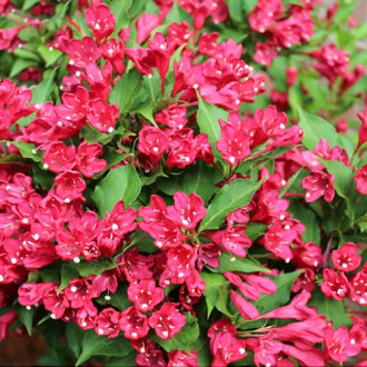 Weigela (Krzewuszka cudowna) Newport Red interface.image 2
