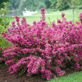 Weigela (Krzewuszka cudowna) Pink Princess interface.image 2