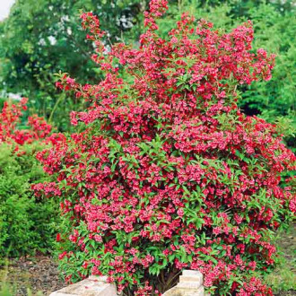 Weigela (Krzewuszka cudowna) Red Prince interface.image 3
