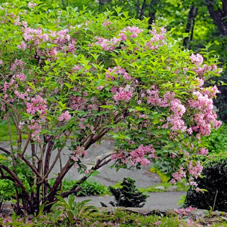 Weigela (Krzewuszka cudowna) Rosea interface.image 4