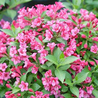 Weigela (Krzewuszka cudowna) Rubidol interface.image 6