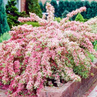 Weigela (Krzewuszka cudowna) Sunny Princess interface.image 1