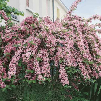Weigela Pink Princess, C2 imagine 16