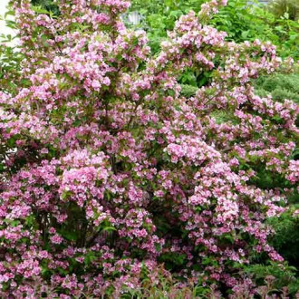 Weigela Rumba imagine 9