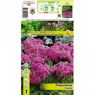Wiązówka (Filipendula) Purple interface.image 1