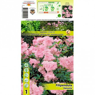 Wiązówka (Filipendula) Venusta interface.image 2