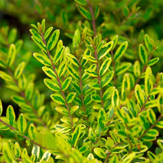 Wiciokrzew Elegant interface.image 17