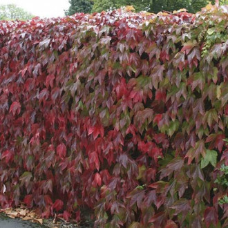 Parthenocissus tricuspidata Diamond Mountains, С2 interface.image 6