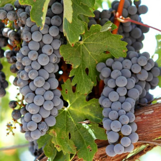 Winorośl Cabernet interface.image 9